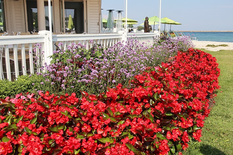 begonia and verbena