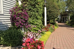 clematis and annuals