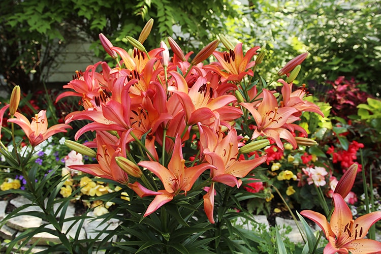 lilies