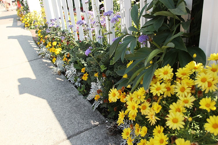 daisy walkway