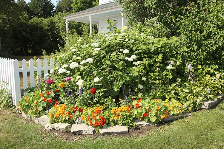 Nasturtium border