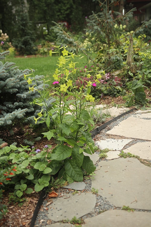 Nicotiana alata 'Lime Green' self sown in path