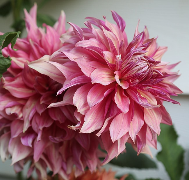 Penhill Dark Monarch dahlia