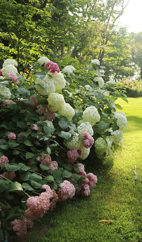 Incrediball and Invcincibelle Spirit hydrangea