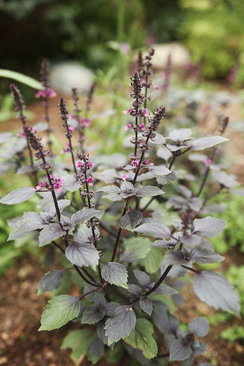 'Wild Magic' basil