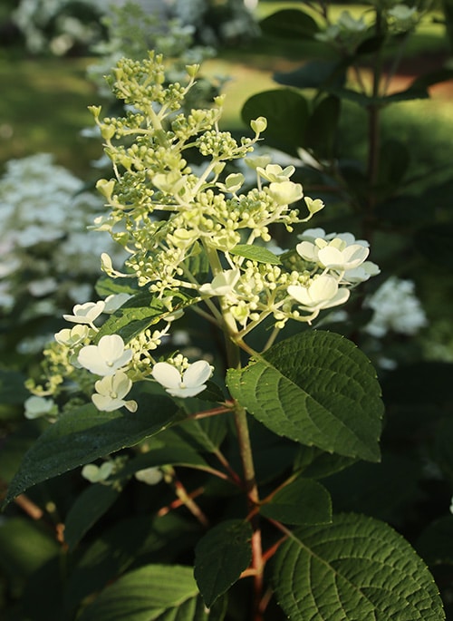 quick fire hydrangea