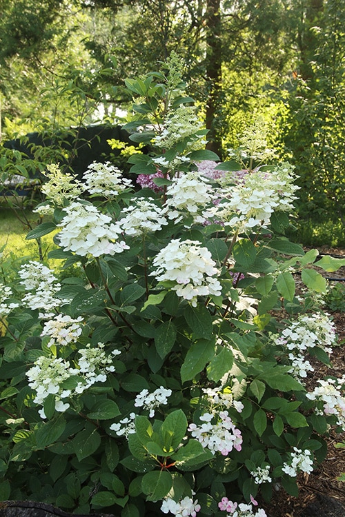 quick fire hydrangea