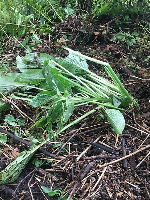 flooded hosta