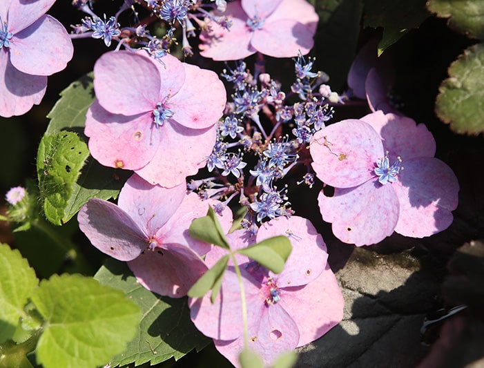 Tuff Stuff hydrangea