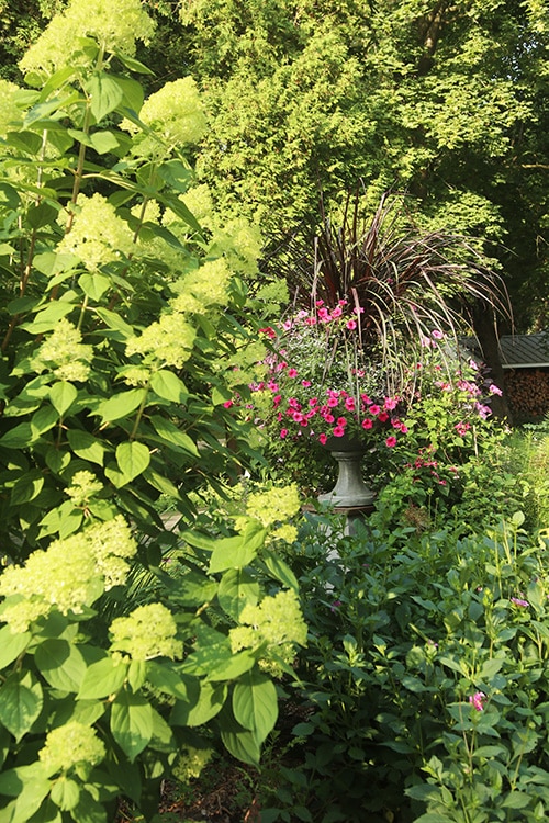 Limelight hydrangea with urn