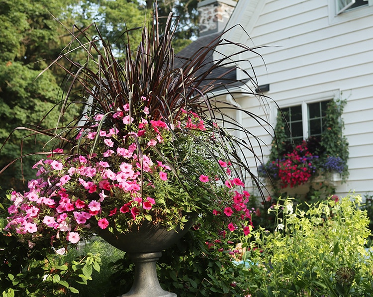 Hot pink container plantings