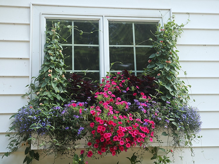 window box