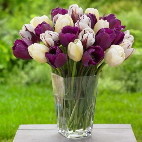 This tulip mix is a pre-built combo of dark purple, cream and striped tulips