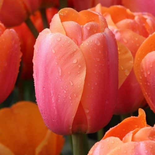 Pink and orange combine in one tulip called Apricot Impression.