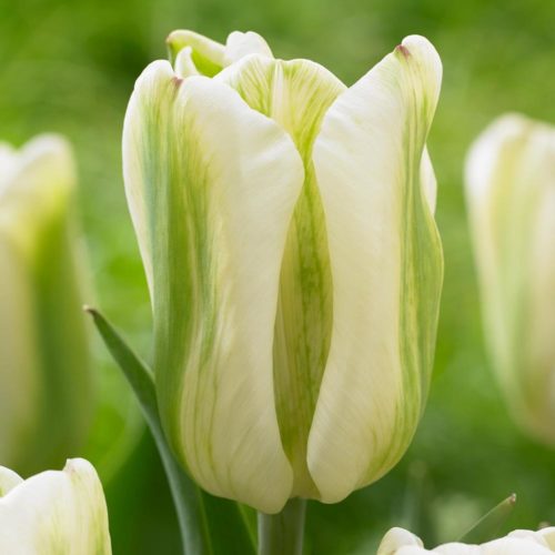 Green Spirit is a beautiful, fresh green-striped tulip