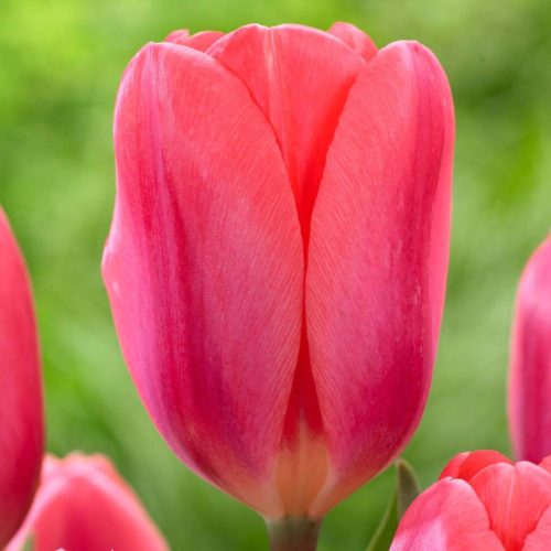 Cosmopolitan is a bright, true pink tulip.