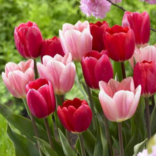Cherry Delight and Apricot Delight tulips are a pretty, classic tulip combination.