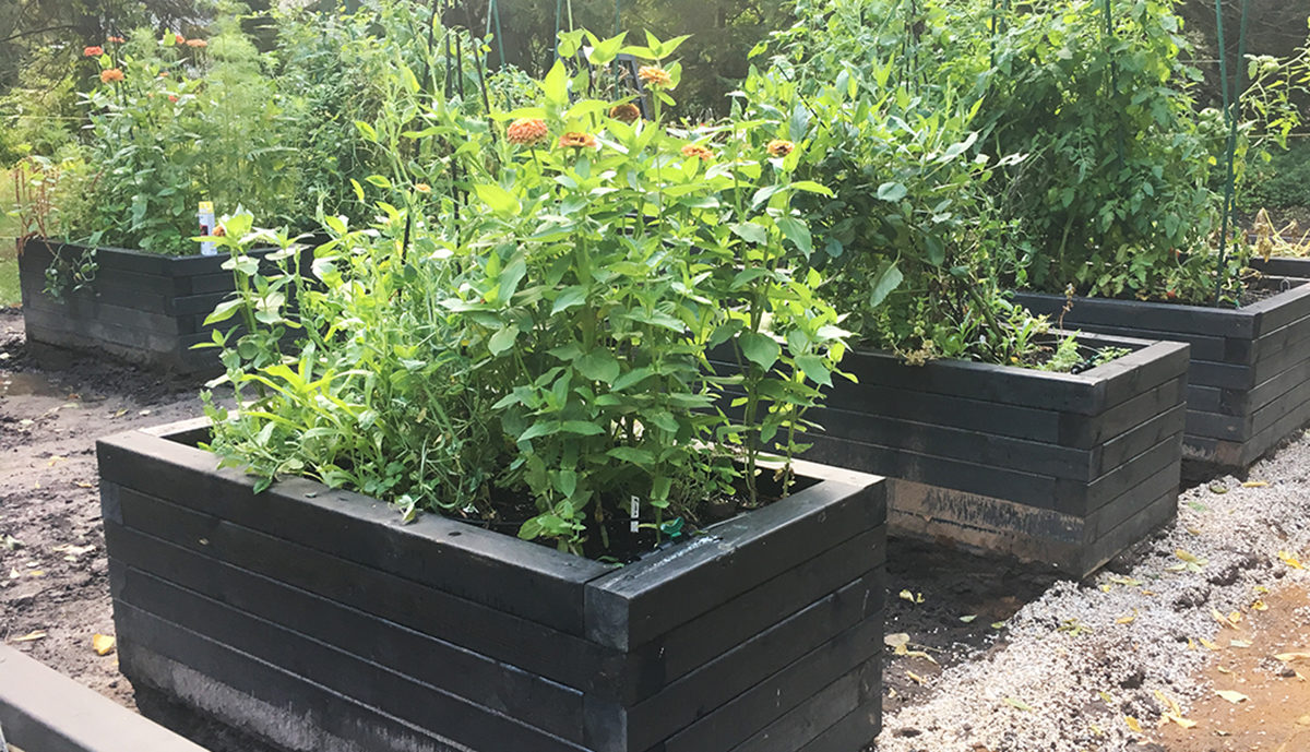 Why not try growing tulips in a raised garden bed?