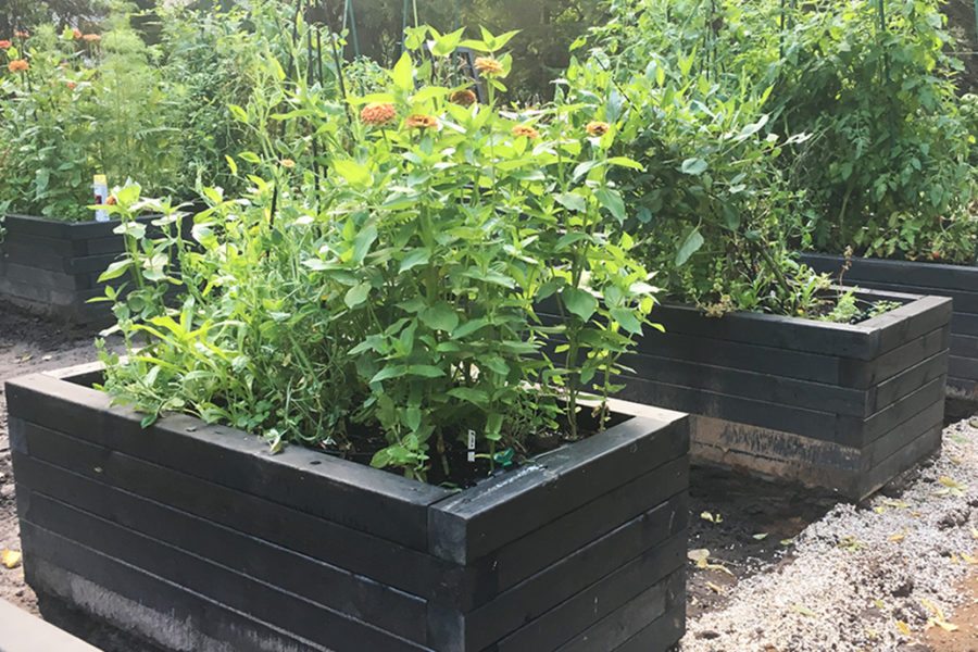 Why not try growing tulips in a raised garden bed?