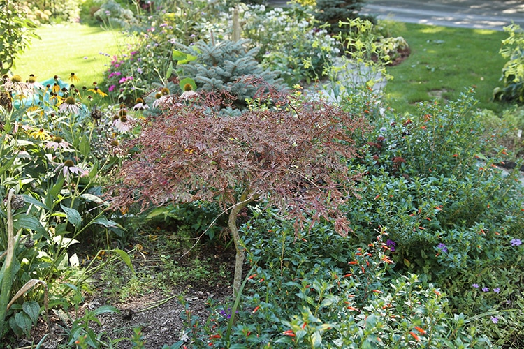 Struggling Japanese maple 'Orangeola;