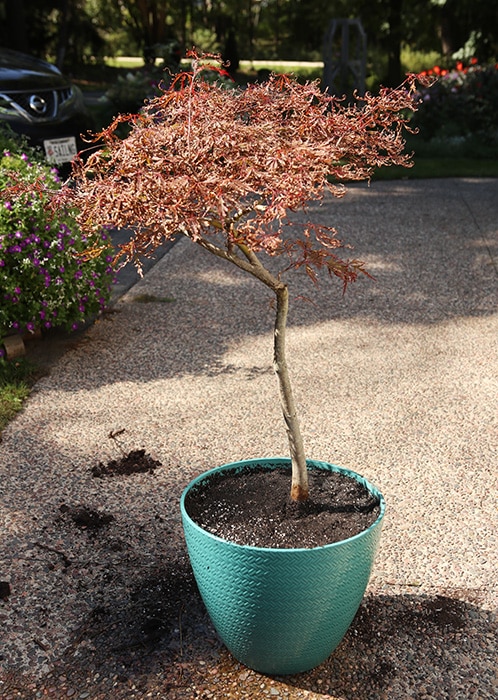 Planting a Japanese maple in a container