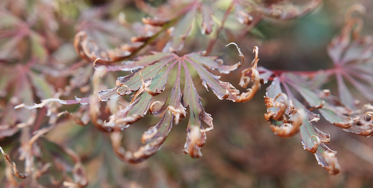 Curled Japanese maple leaves