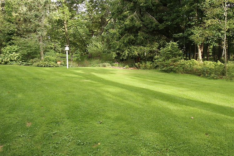 lawn