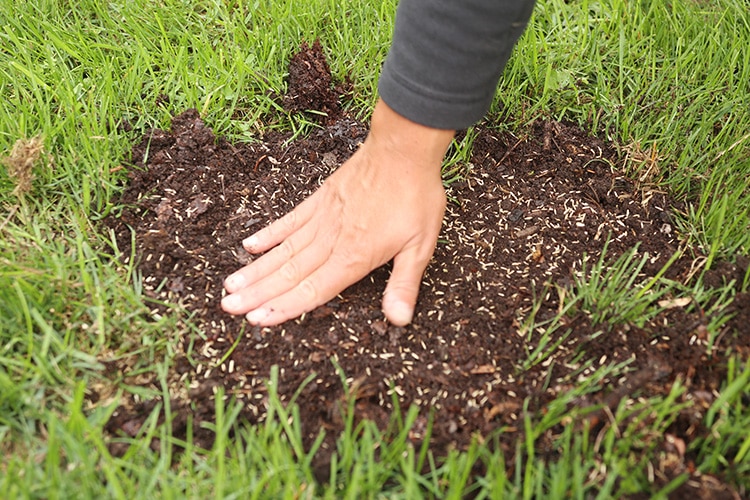 patching grass