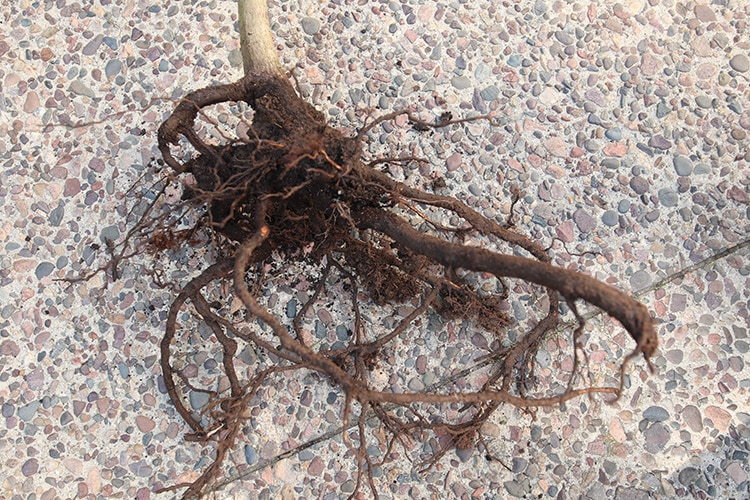Japanese maple roots