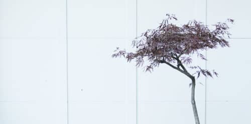 planting a japanese maple in a container