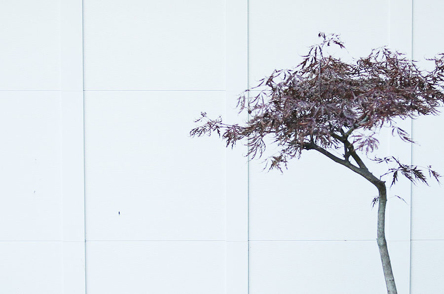 planting a japanese maple in a container