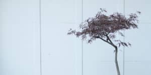 Potted Japanese maple