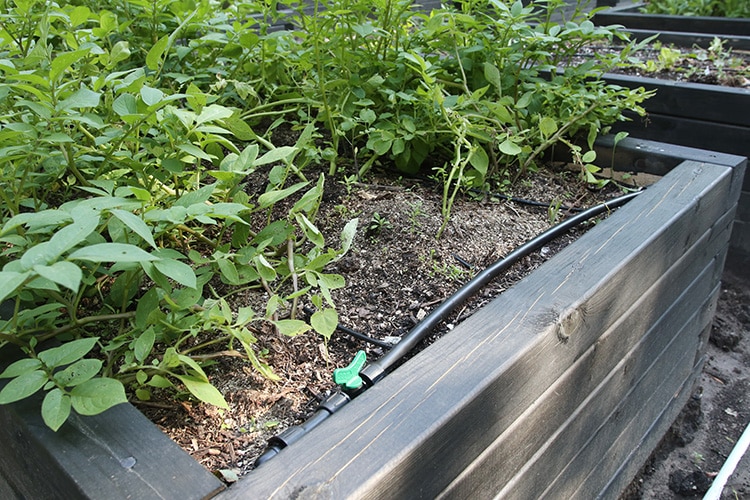 Drip irrigation