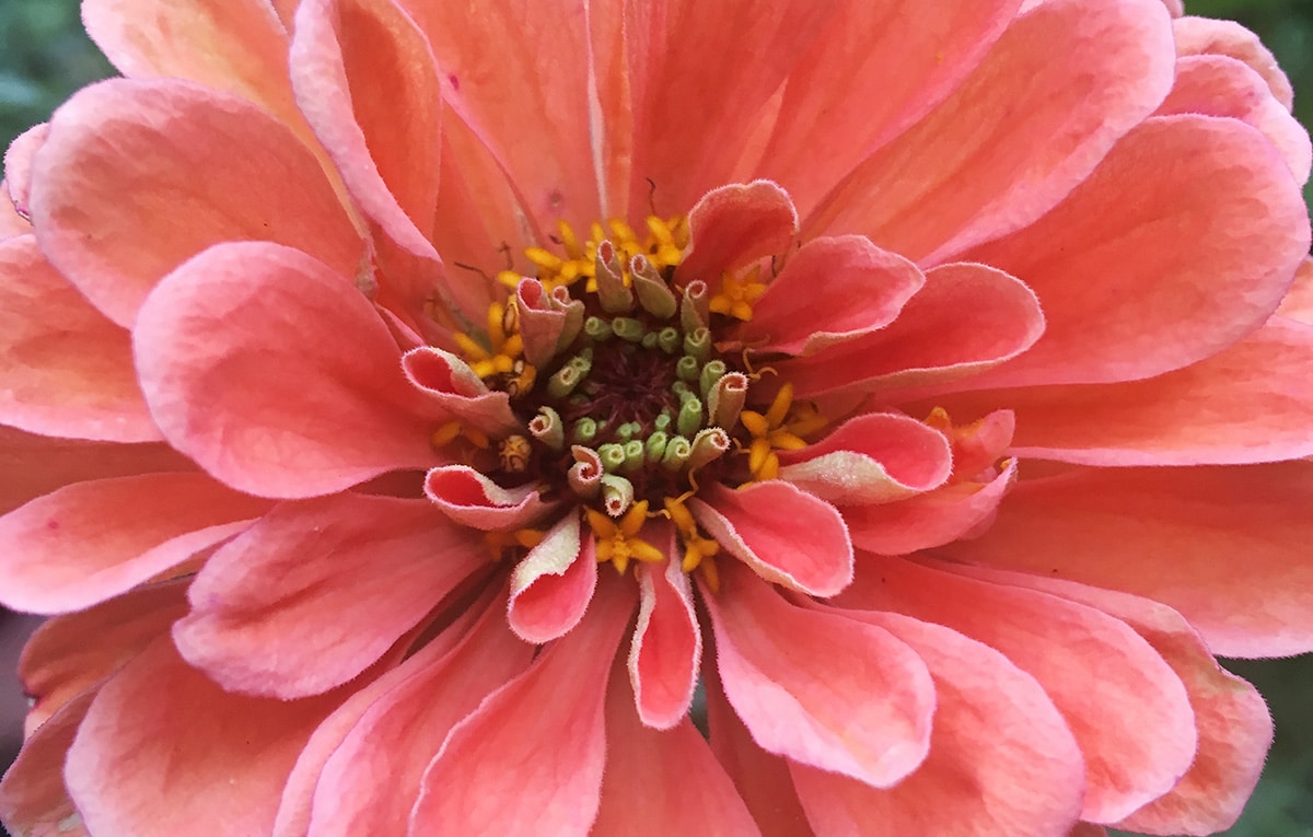Giant salmon zinnia, grow your own from seed