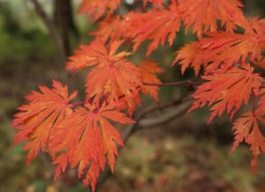 Acer japonicum 'Acontifolium' fall color