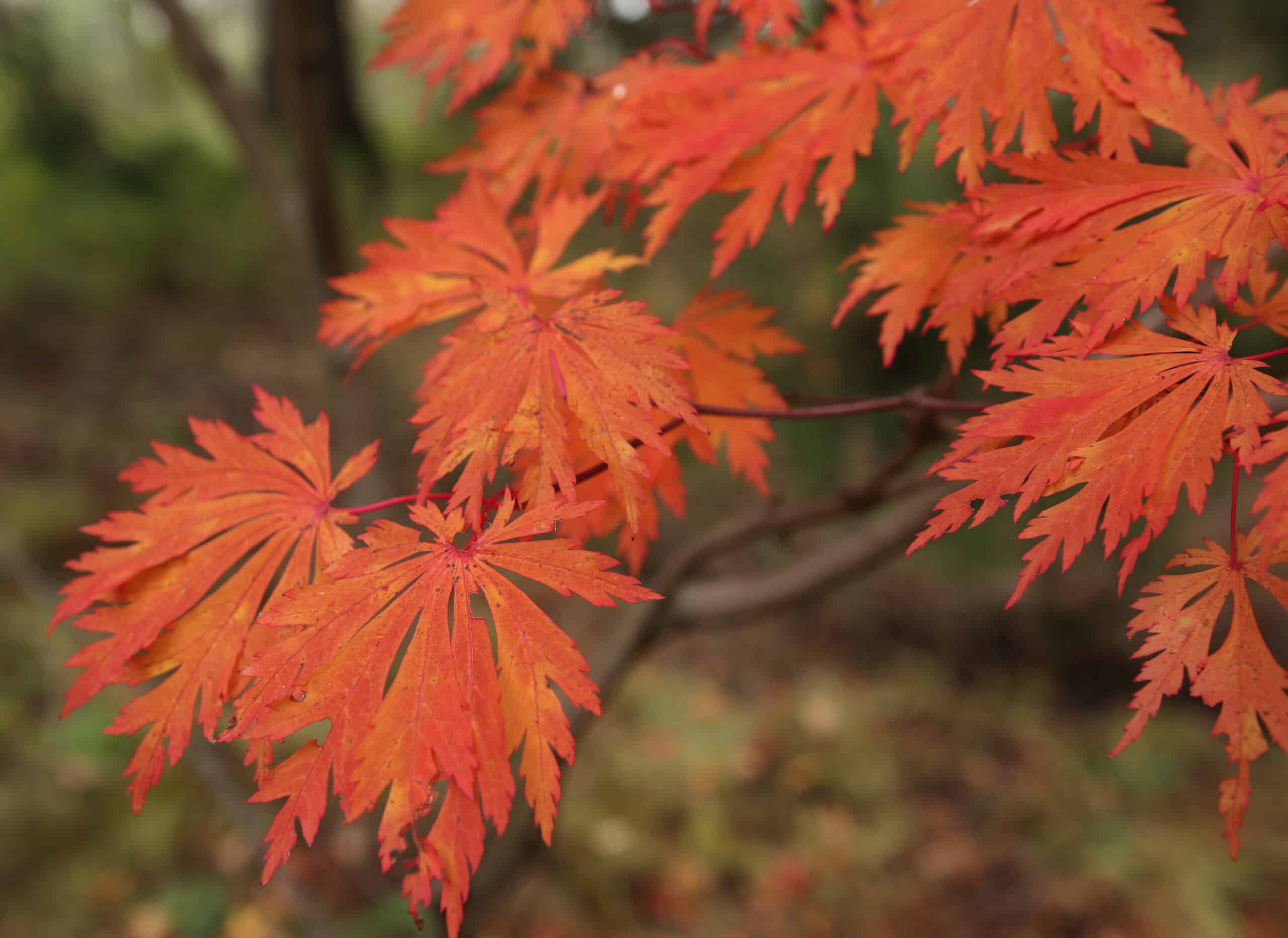 Acer japonicum 'Acontifolium' fall color