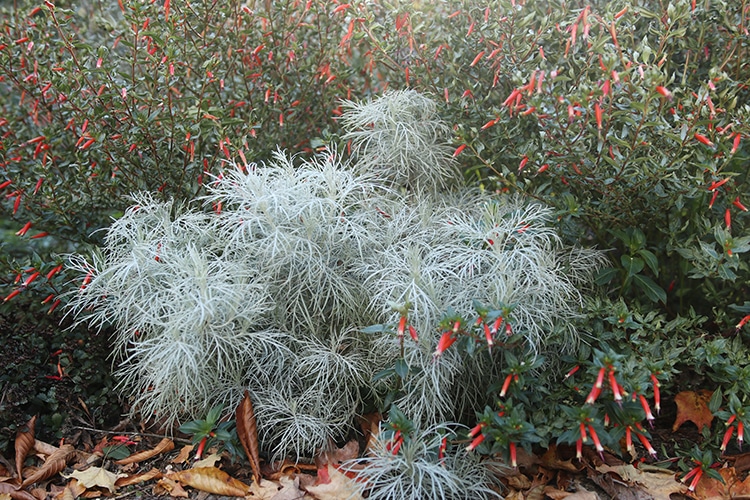 Artemisia Makana Silver from Terranova Nurseries is still going strong after several frosts.