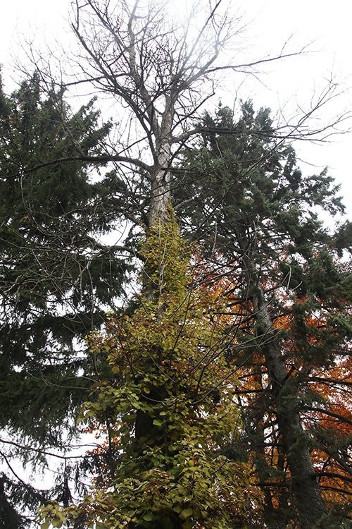 Climbing hydrangea growing up dead ash tree.