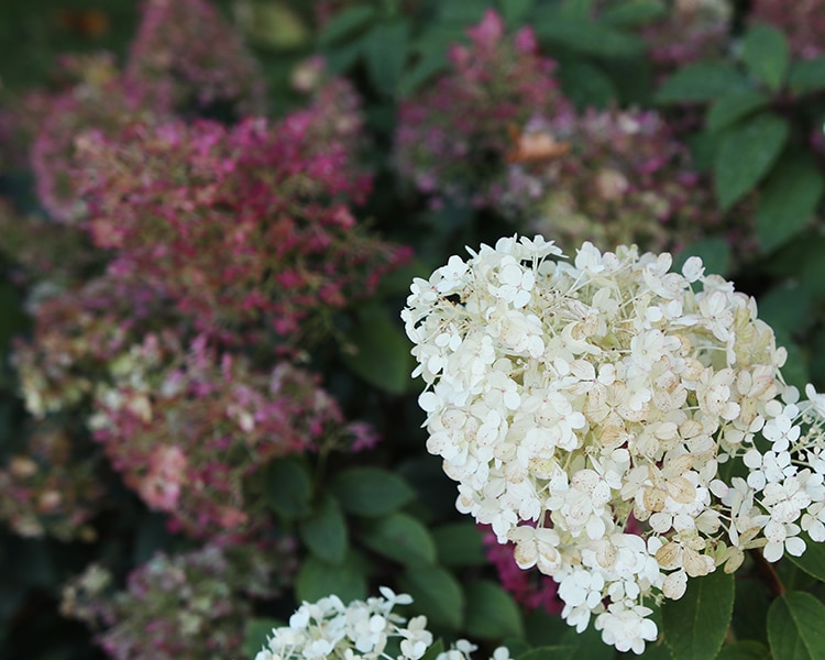 White and pink Bobo hydrangea blooms