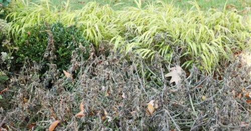 Coleus is very sensitive to cold temperatures, unlike the Hakonechloa 'All Gold' behind it.