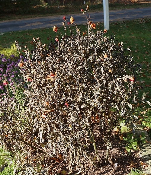 Dahlias after frost