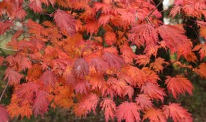 Acer japonicum 'Acontifolium' fall color