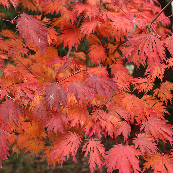 Acer japonicum 'Acontifolium' fall color