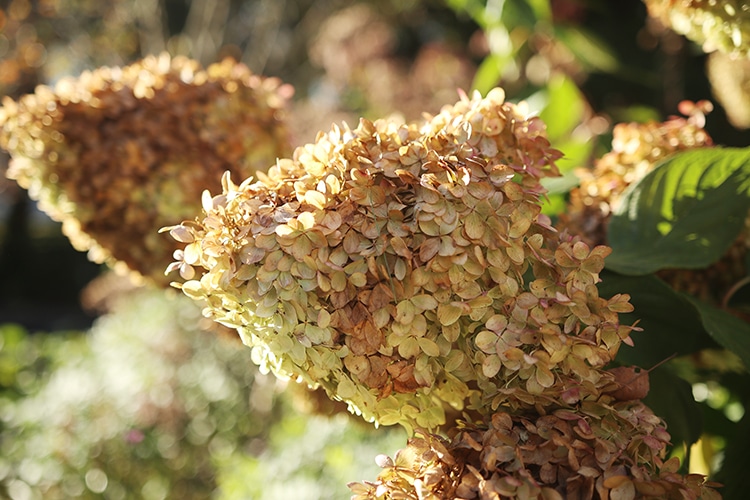 Limelight bloom in autumn