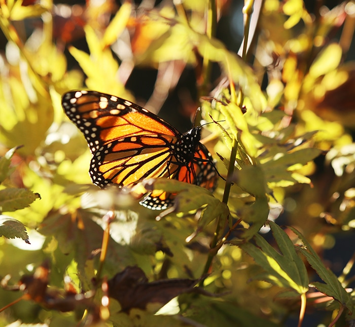 Monarch in Japanese maple