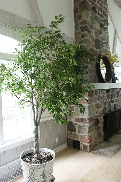 Ficus in living room.