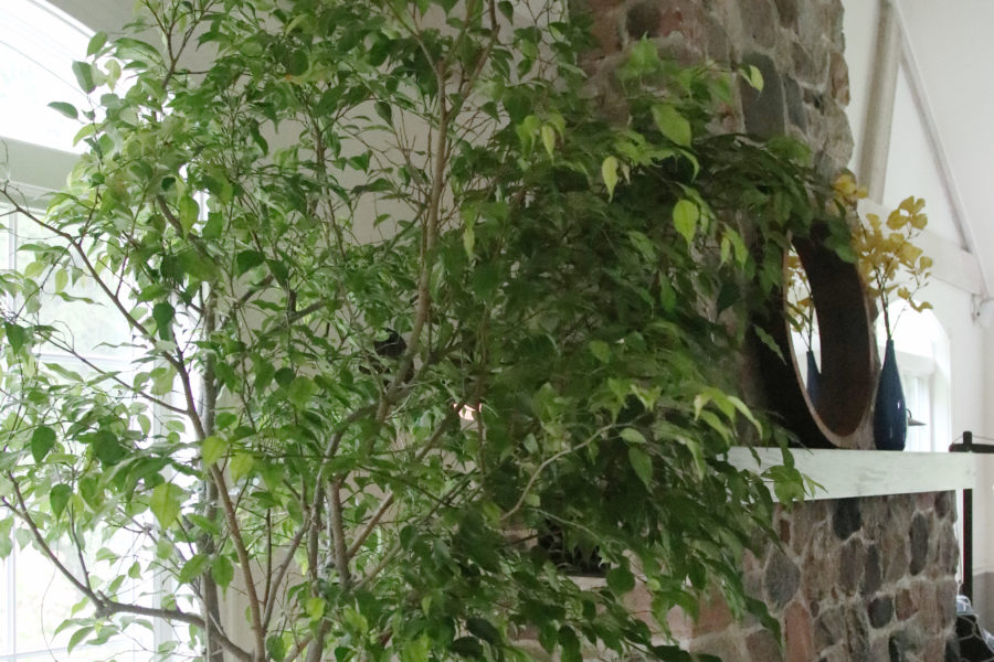 Caring for ficus plants