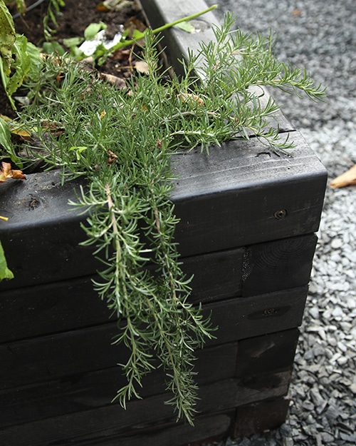 Foxtail rosemary is a trailing variety that is as delicious as other rosemary but has a decorative touch,