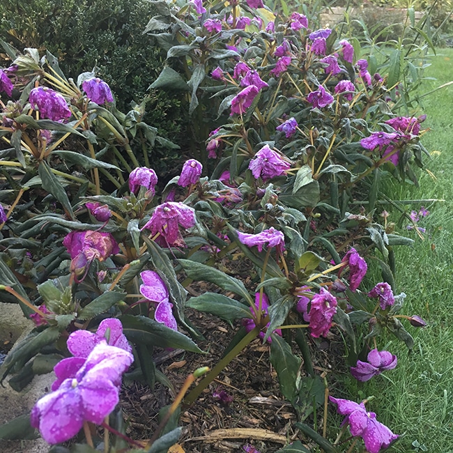 Frozen sunpatiens