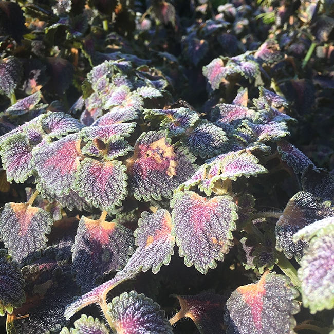 Coleus with frost on it.